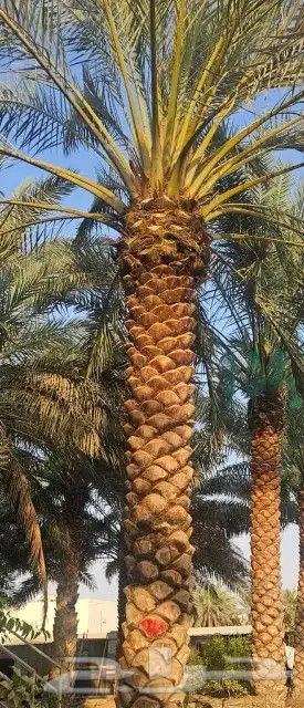 نخل للبيع نخيل نقايل جثايث خلاص صقعي سكري شيشي برحي هلالي غر 4