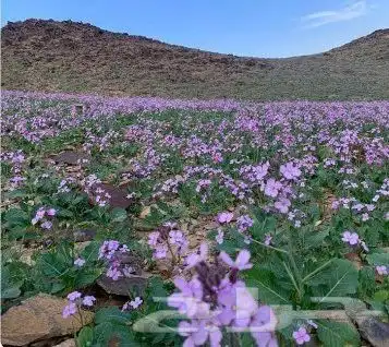 عرض خاص رقم 2 - بذور ازهار الربيع البرية 17
