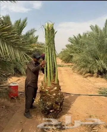 نخل للبيع نخيل نقايل جثايث خلاص صقعي سكري شيشي برحي هلالي غر 6