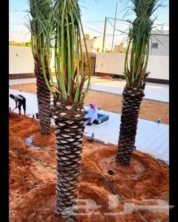 نخل للبيع نخيل نقايل جثايث خلاص صقعي سكري شيشي برحي هلالي غر 2