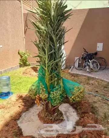 نخل للبيع نخيل نقايل جثايث خلاص صقعي سكري شيشي برحي هلالي غر 0