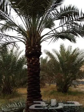 نخل للبيع في جده مكه نخل للبيع جده بجميع انواعها ومقاساته 2