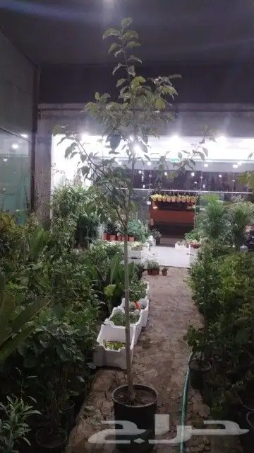 نخيل وشنطونيا 8