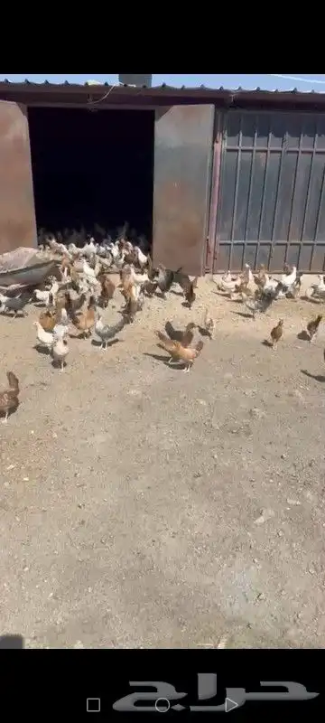 دجاج فيومي منوع بلدي 1