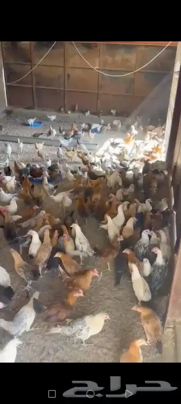 دجاج فيومي منوع بلدي 3