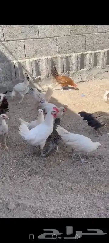 دجاج فيومي منوع بلدي 2