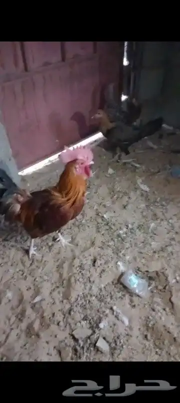 ديك كفو ودجاجتين كفو للبيع 0