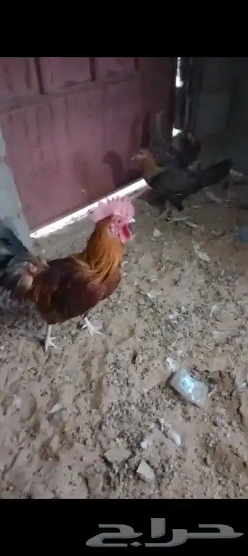 ديك كفو ودجاجتين كفو للبيع 2