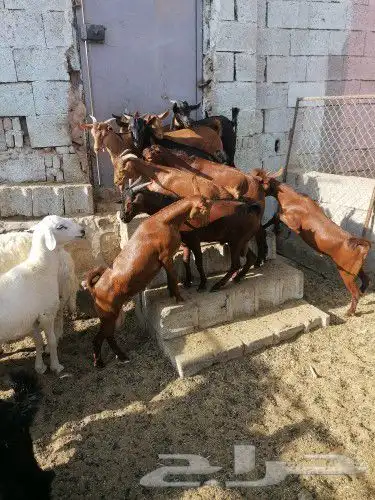 ذبايح حري وتيوس وسواكني مع مكانيه ذبح وتوصيل 3