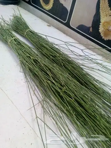 المرخ الجيزاني الطازج الاخضر الجديد الرياض الحله يصل بشكل 1