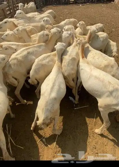ضان للبيع 1