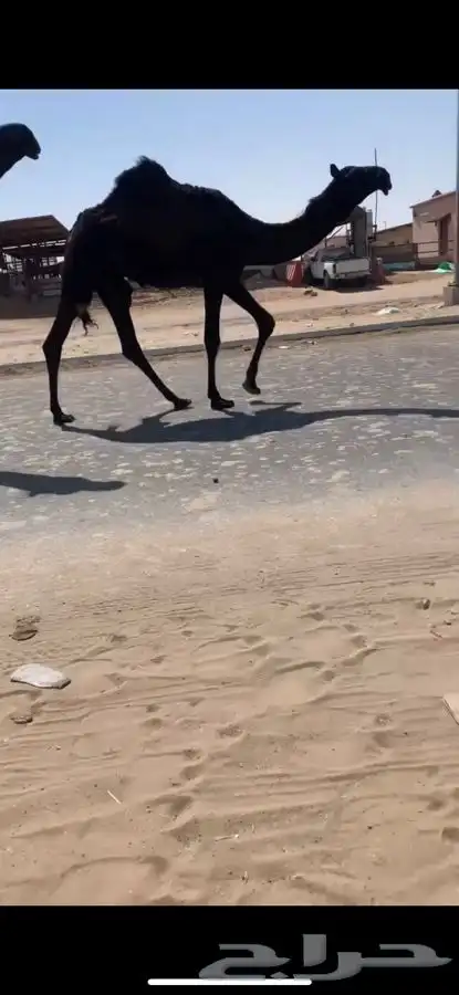 للبيع بكر تحتها بكره فرديه السن رباع سلم العذاريب شروط 1