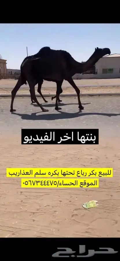 للبيع بكر تحتها بكره فرديه السن رباع سلم العذاريب شروط 0