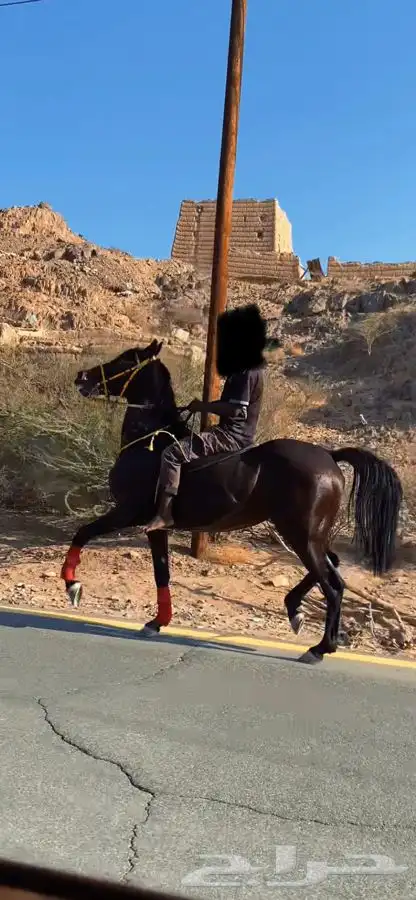 للبيع فرس شعبيه شيخه 1