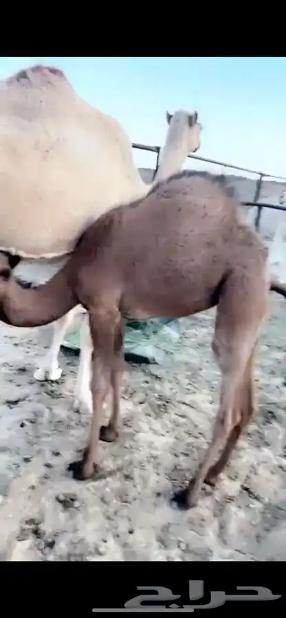 خلفه كفوو تحتها بكره 4