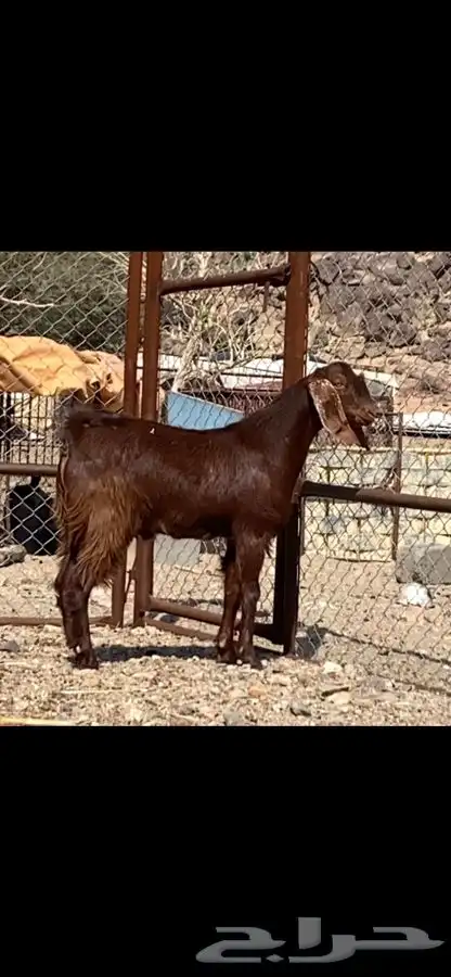 تيس فحل 2