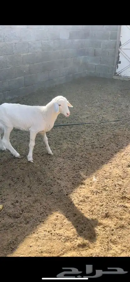 رخل داغور 0