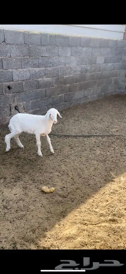 رخل داغور 1