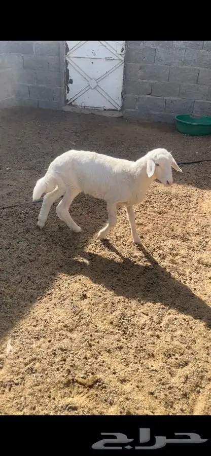 رخل داغور 2