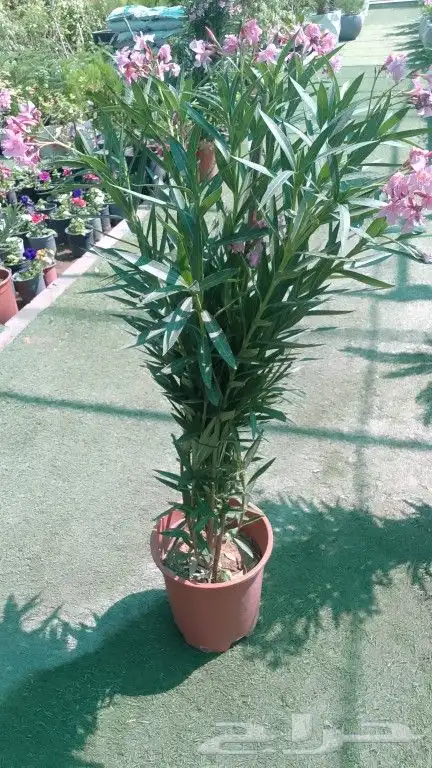 نخيل وشنطونيا 5