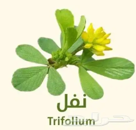 عرض خاص رقم 2 - بذور ازهار الربيع البرية 7