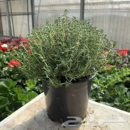 نباتات وصبارات الاثنين ب 5 6