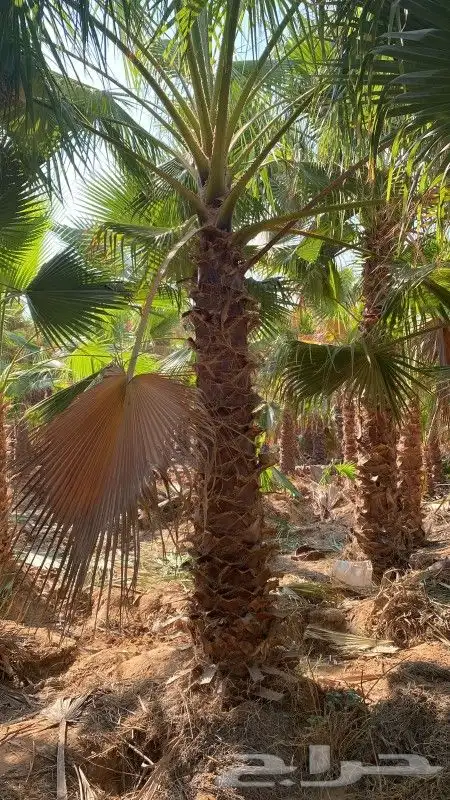 نخيل وشنطونيا 2