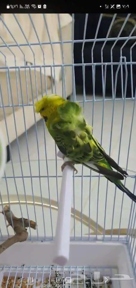 بادجي هوجو ذكر 0