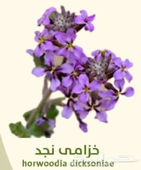 عرض خاص رقم 2 - بذور ازهار الربيع البرية 4