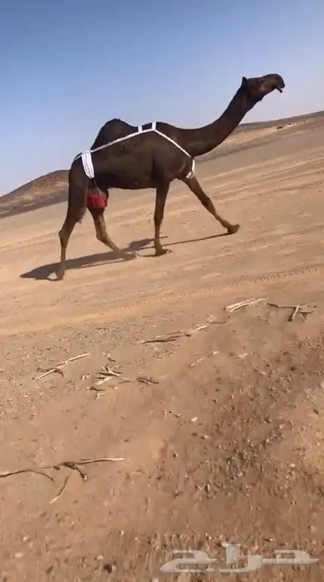 ضرايب مجاهيم كفو 0