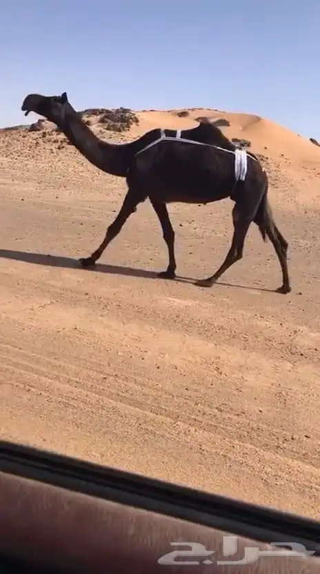ضرايب مجاهيم كفو 3