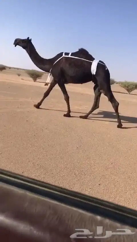 ضرايب مجاهيم كفو 2