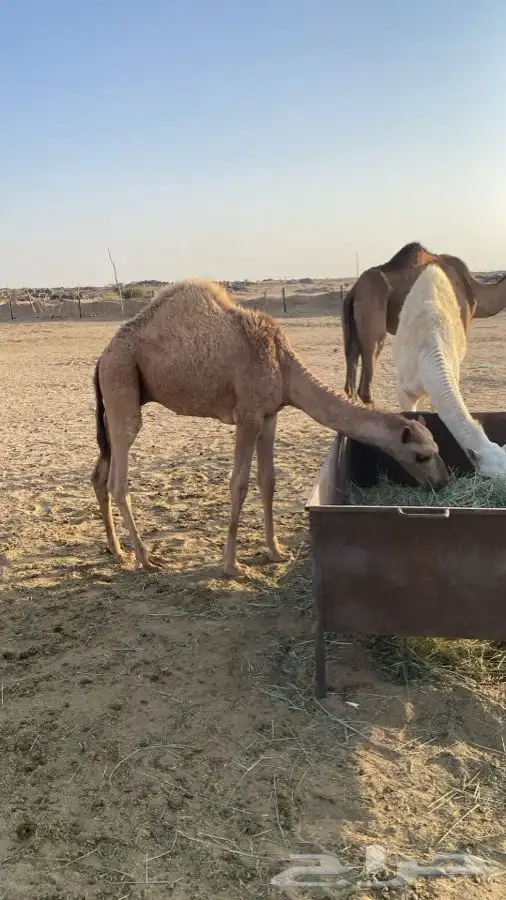 حشو للبيع 3