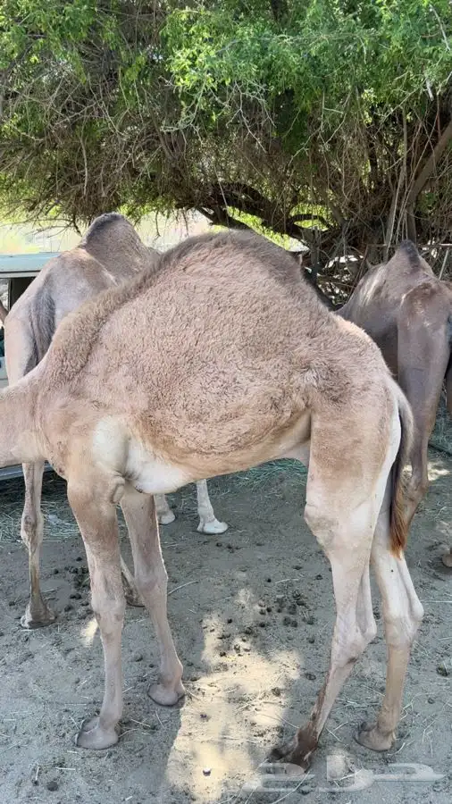 قعود كفوو 0