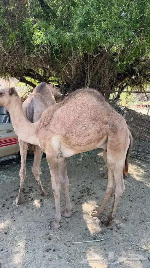 قعود كفوو 1