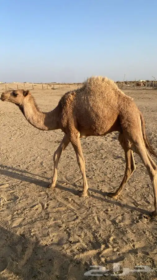 حشو للبيع 0
