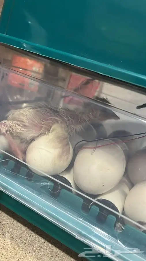 فقاسه وحاضه بيض  تقليب ألكتروني (تماتيكي) 4