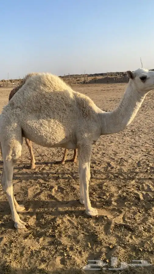 حشو للبيع 1