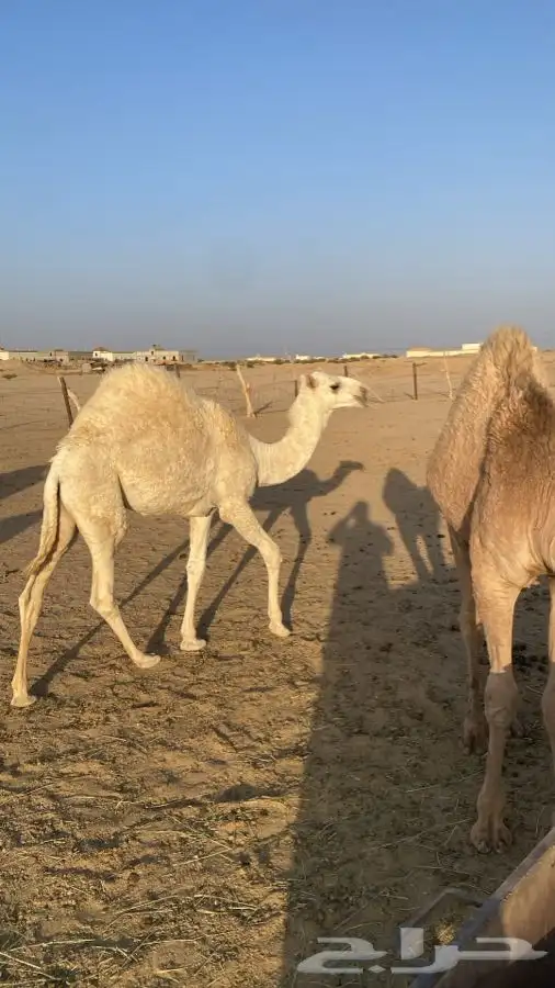 حشو للبيع 2