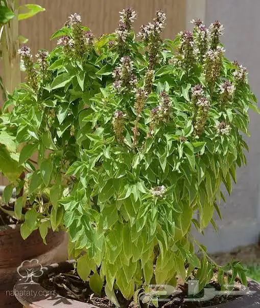 نباتات وصبارات الاثنين ب 5 3