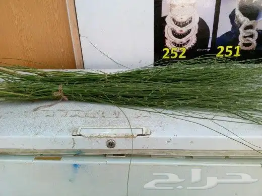 المرخ الجيزاني الطازج الاخضر الجديد الرياض الحله يصل بشكل 0