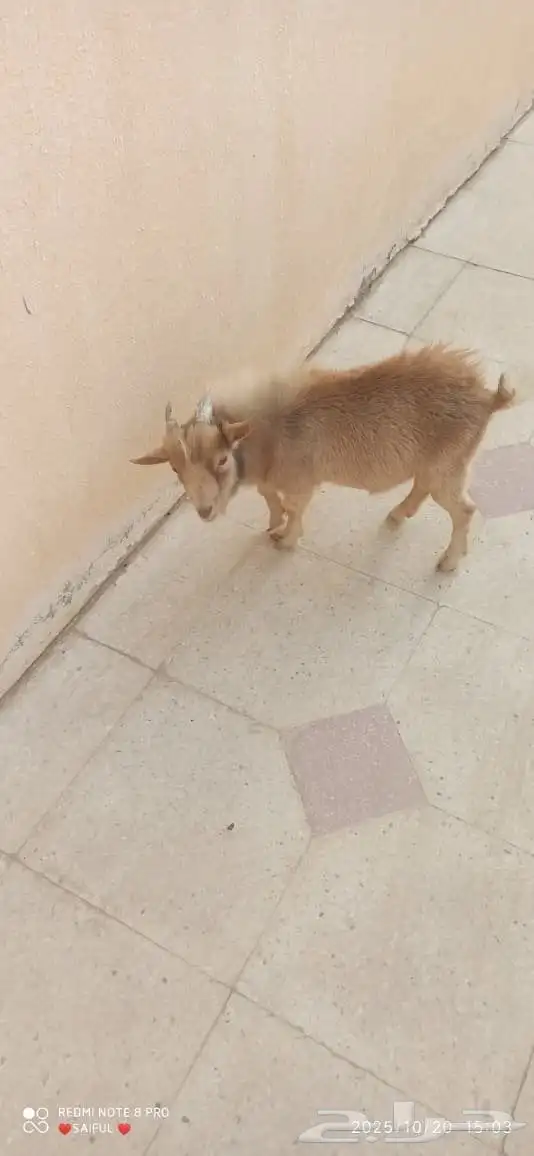 ماعز قزم العمر 8 أشهر 1