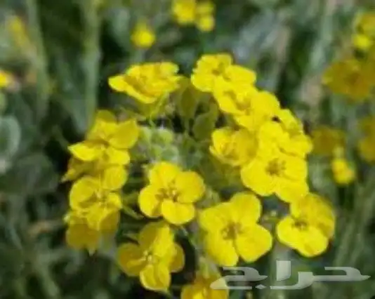 عرض خاص رقم 2 - بذور ازهار الربيع البرية 13