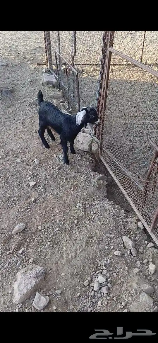 تيس فل 1
