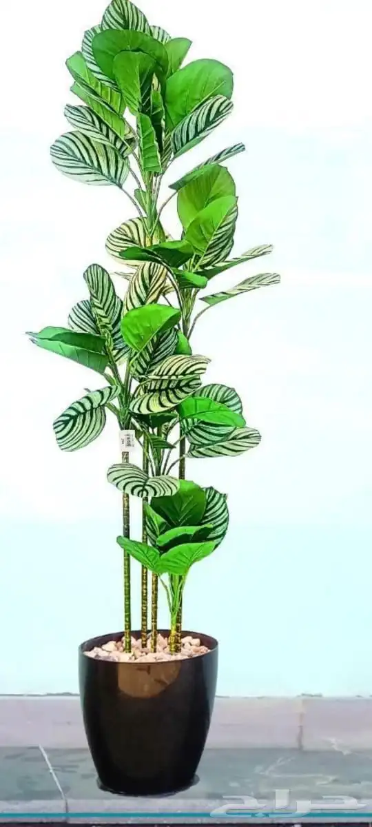 تنسيق حدائق 11