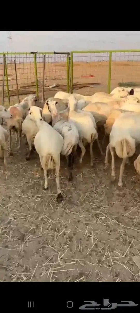 30 ضان رفيديه يتبعها 14 8