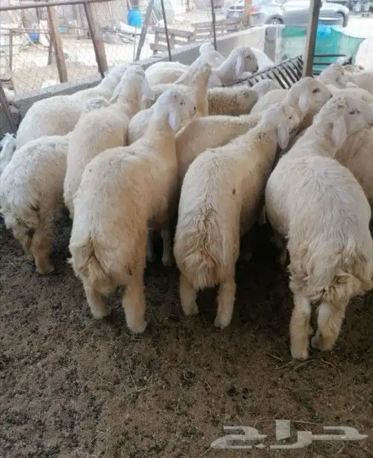 ذبايح حري وتيوس وسواكني مع مكانيه ذبح وتوصيل 2