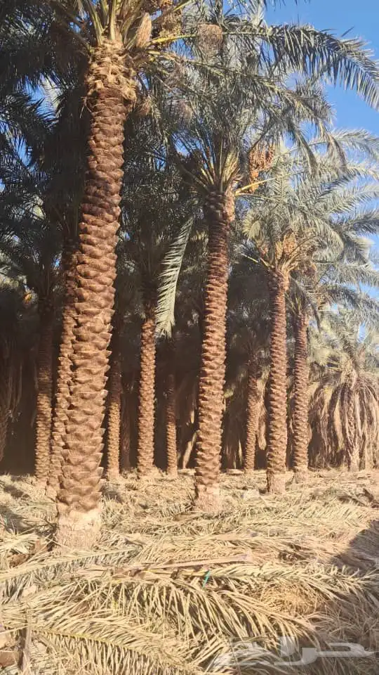 موسسه مقاول نخيل غرس   وتركيب جميع انوع شبوك ودعايات شينكو 2