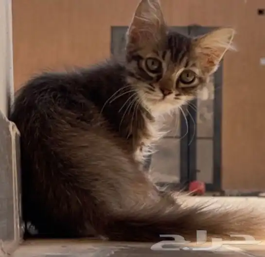 قطط ذكر لون بني 0