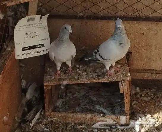 جوز زاجل فواتح 0